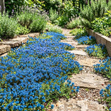100 Blue Creeping Thyme Seeds, Creeping Thyme Plants, Ground Cover Plants