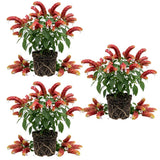 3 Red Shrimp Plants Live, Vibrant Flower Starter Plant, 4-7 Inch Tall