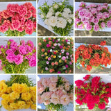 4 Mixed Portulaca Plants Live, Patio Container Plant, 3-5 Inch Tall