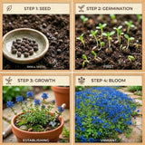 100 Blue Creeping Thyme Seeds, Creeping Thyme Plants, Ground Cover Plants