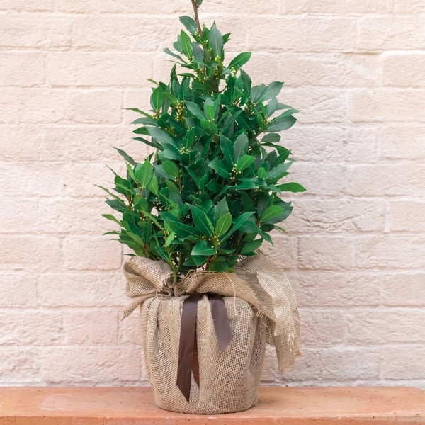 Sweet Bay Leaf Tree Plant Live, Bay Laurel Herb, 8-12 Inch Tall