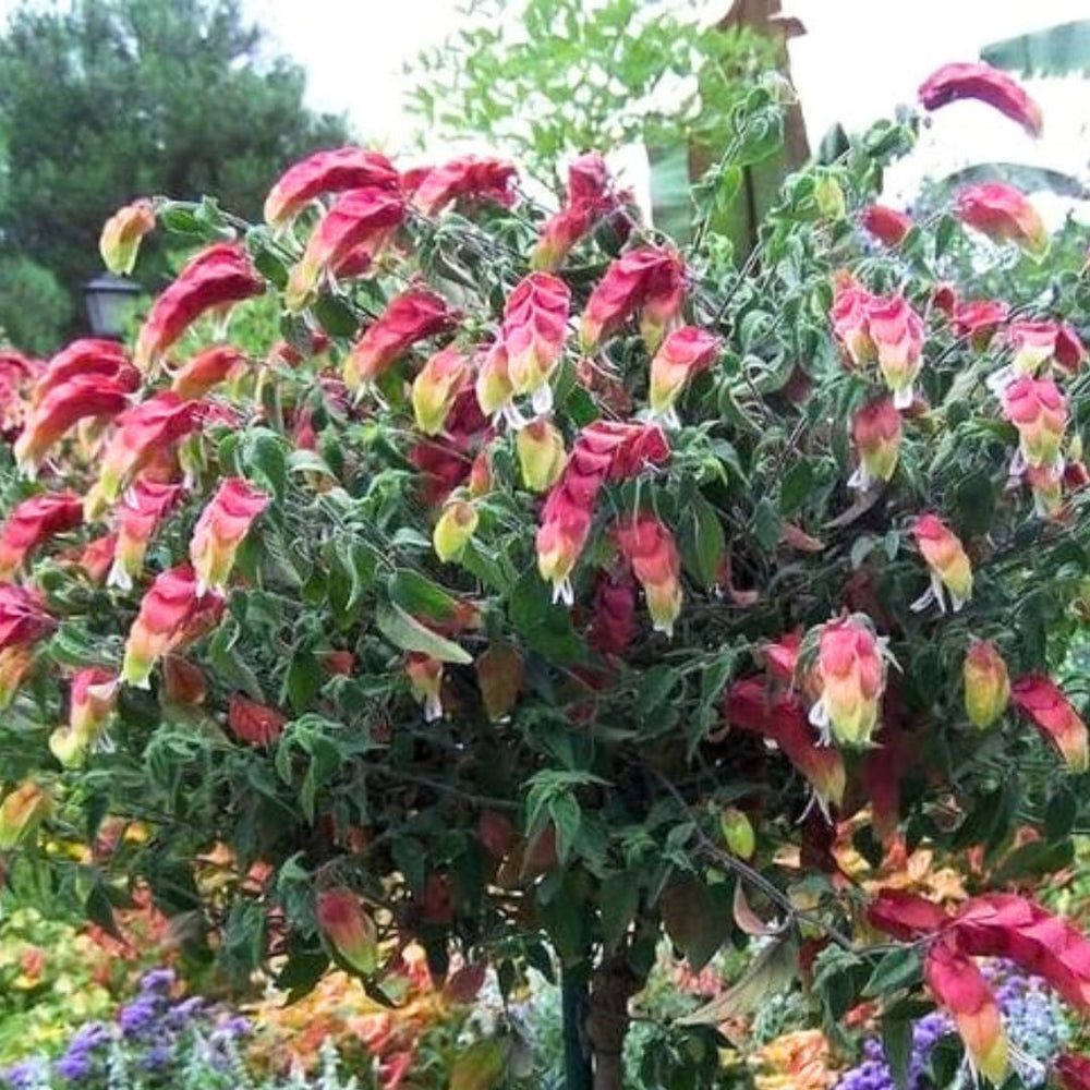 Plant care made simple