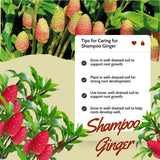 Shampoo Ginger Rhizomes Plant, 3-5 Inch Tall