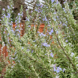 3 Blue Rosemary Plants Live, Starter Plant, 4-6 Inch Tall