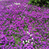 3 Purple Verbena Plants Live 4-7 Inch Tall