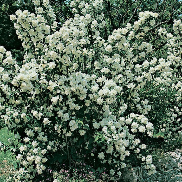 Flowering Trees