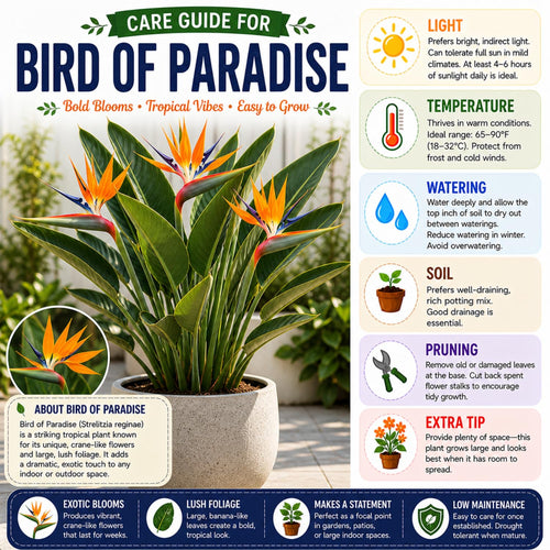 2 Orange Bird of Paradise Plants Live, Orange Flower, 4-6 Inch Tall