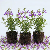 3 Purple Live Sage Plants, 5 Inch Tall