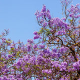 Set 2 Jacaranda Tree Live Plant 8-10 Inches Tall