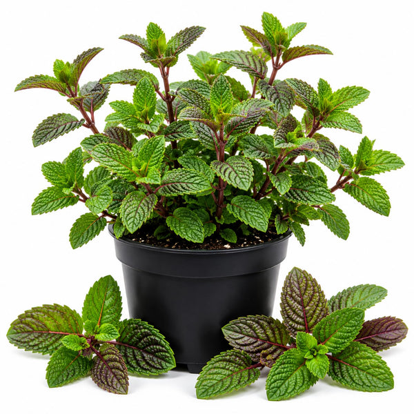 Chocolate Mint Live Plant, Kitchen Herb Garden Plant, 3.5 Inch Pot