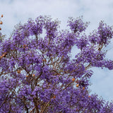 Set 2 Jacaranda Tree Live Plant 8-10 Inches Tall