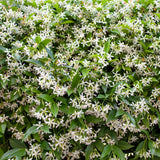 White Star Jasmine Live Plant, 10 Inch Tall, 3 Inch Pot