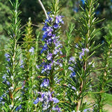 3 Blue Rosemary Plants Live, Starter Plant, 4-6 Inch Tall