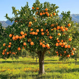 Sweet Orange Live Plant, Orange Citrus Fruit Tree, 1 Gallon Pot