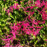 4 Pink Mexican Creeper Live Plants, Well-Rooted Flower Vine, 4-6 Inch Tall