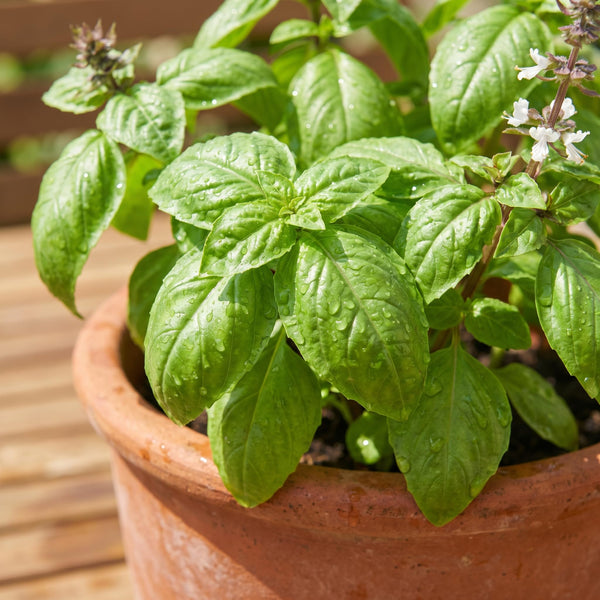 Sweet Basil Herb Live Plant, Fresh Culinary Herb, 4 Inch Tall, 4 Inch Pot