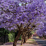 Jacaranda Tree Live Plant, 4-6 Inches Tall,