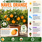 Navel Orange Tree Live Plant, Fragrant Citrus Blooms, Gallon Pot