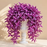 4 Purple Live Wandering Jew Plants, Indoor Houseplant, 4-8 Inch Tall